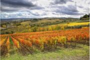 10 Novembre 2024: Foliage nel Chianti