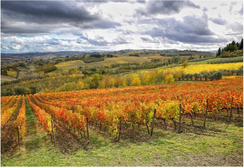 10 Novembre 2024: Foliage nel Chianti