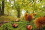 10 Novembre 2024: Foliage nel Chianti